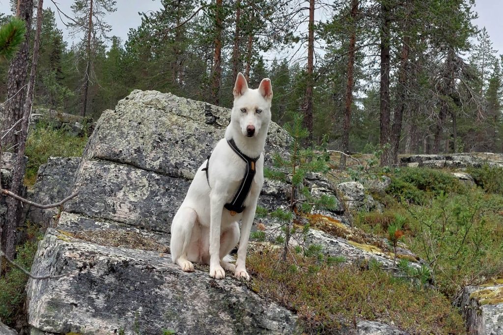Schlittenhunde Adoption husky lapland finland finnomenal