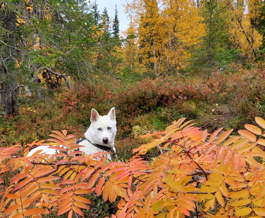 Schlittenhunde Adoption finnisches Glück finnomenal Lappland Finnland Husky