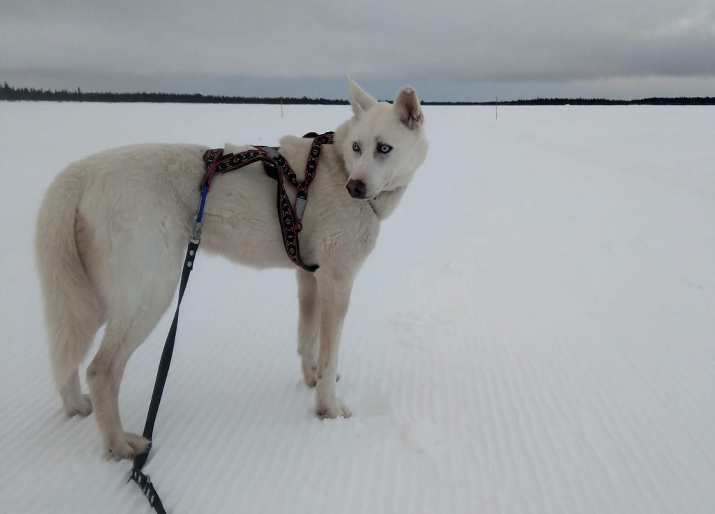 Schlittenhunde Adoption Husky Hund Lappland Finnland finnomenal