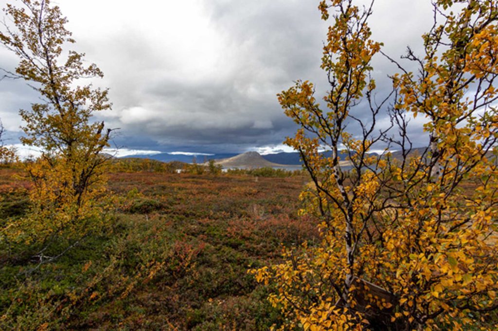 autumn ruska Lappland Lapland finnomenal Finland