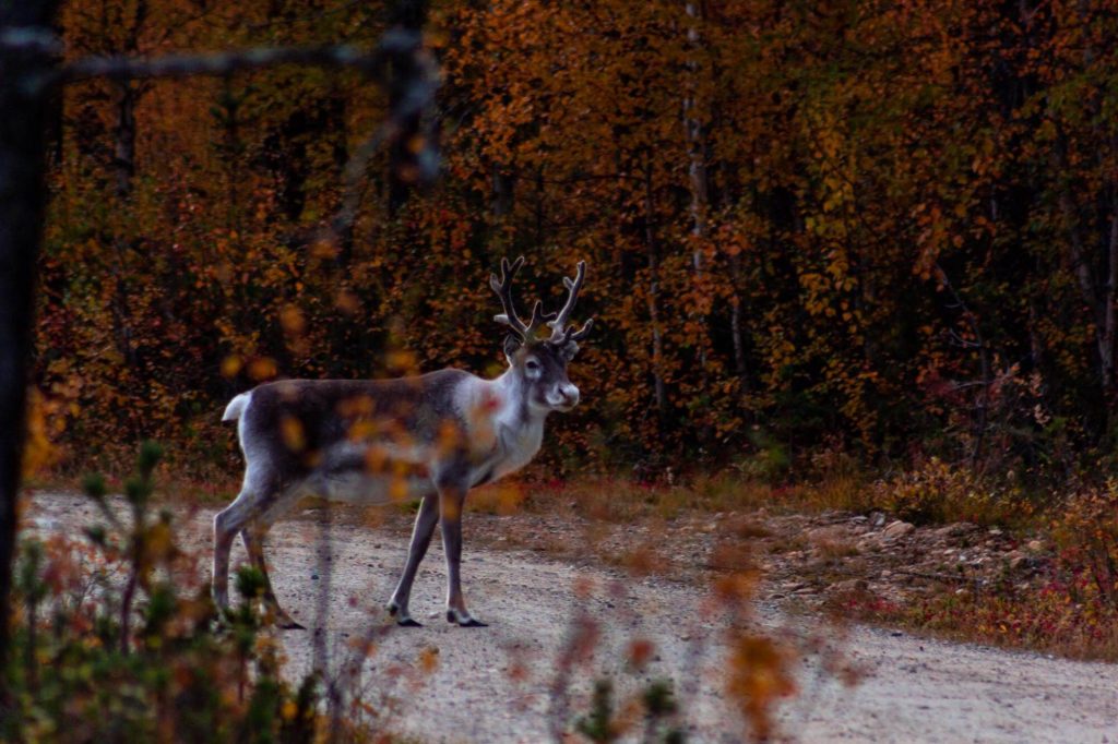 Rentiere Online Tour reindeer herbst autumn lapland finland finnomenal