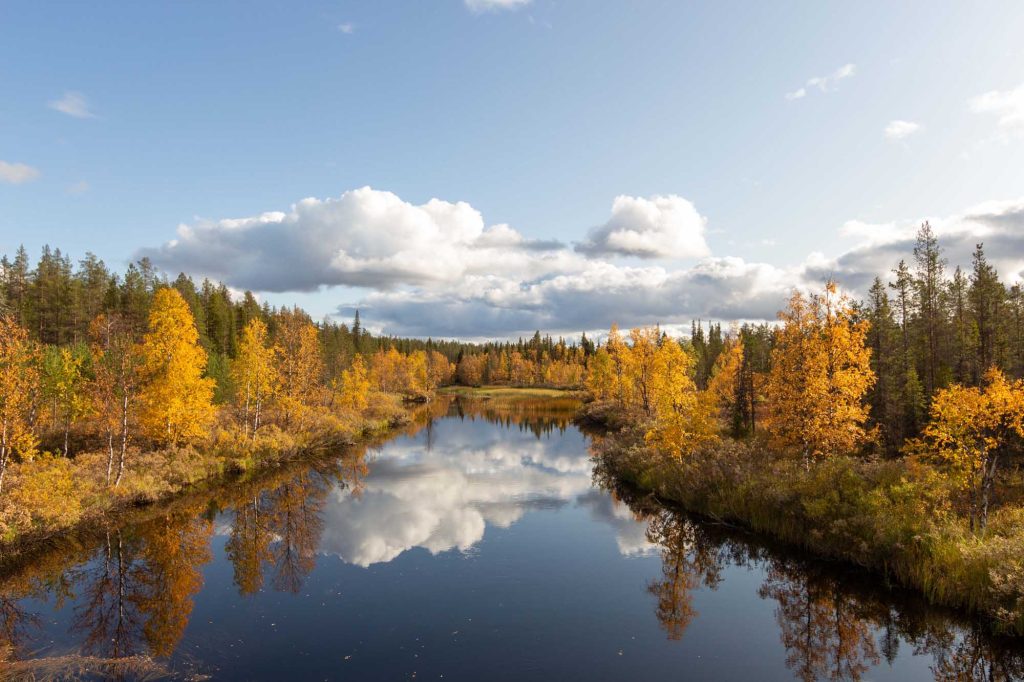 Herbstfarben ruska lappland autumn