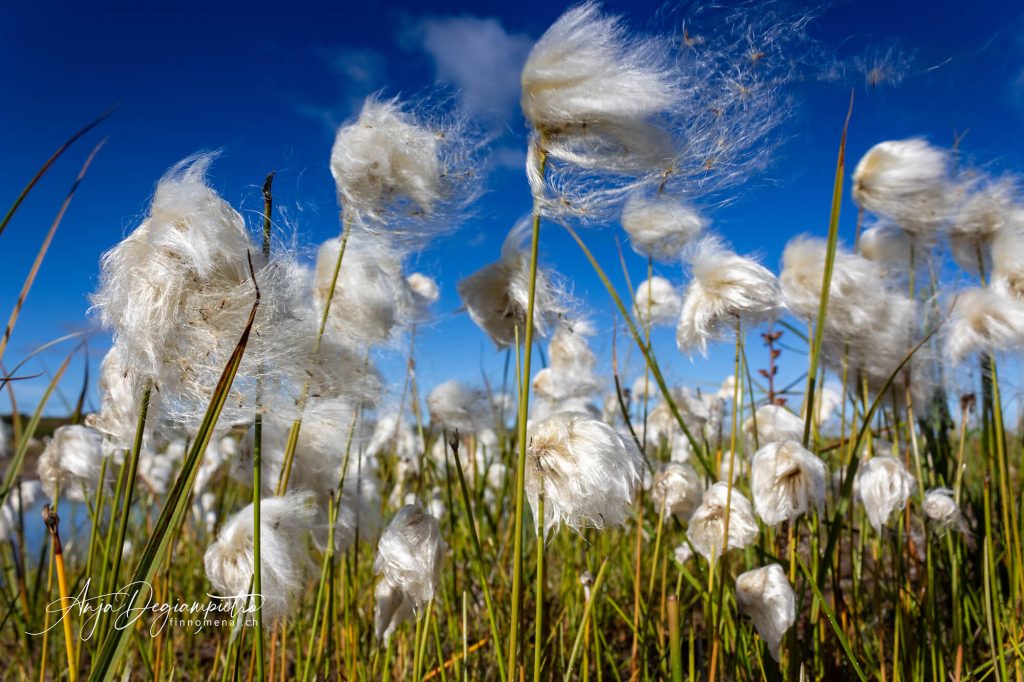 Coolcation cotton grass on a field