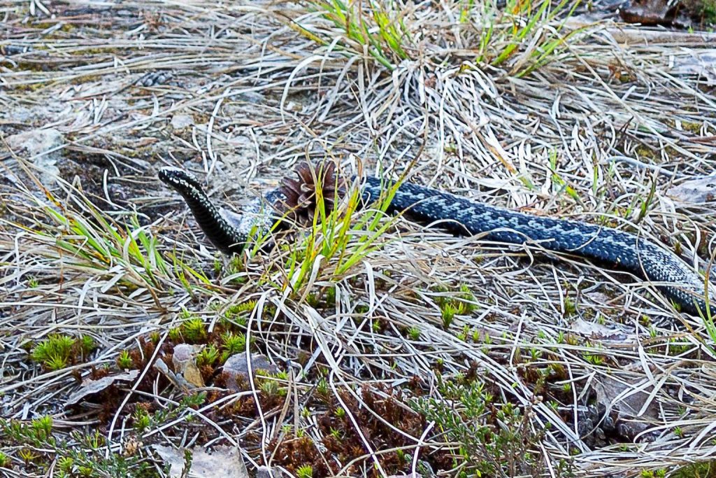 Wilde Tiere Kreuzotter