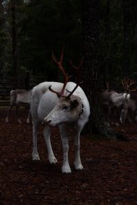 Rentiere reindeer lapland finland finnomenal