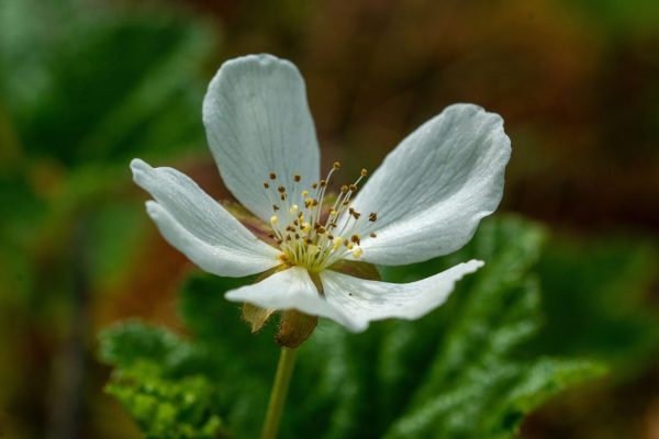 Moltebeeren Blume